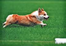 Mayflower Pembroke Welsh Corgi Fast CAT Test — Showcase for Dogs