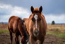 MSU Sale Horse Preview Day