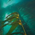 Snorkel Dunedin’s Wild Kelp Ngāhere