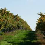 2024 VINTAGE CELEBRATION IN THE VINES