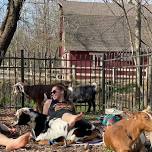 Goat Yoga & Goat Fun!