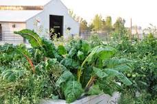 Understanding Soil Health at 3 Sisters Greenhouse — Horses for Clean Water