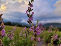 Lavender Field Mini Session at Sylvan Dell Lavender Farm