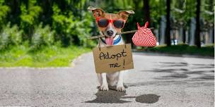 Frisco Dog Adoptions 6-22-24 at PetSmart