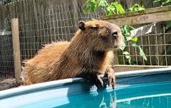 Capybara Hangout