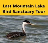 Last Mountain Lake Bird Sanctuary Tour 2024