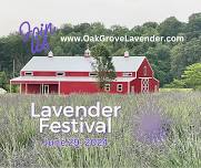 1st Annual Lavender Festival! — Oak Grove Lavender