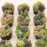 Succulent Cupcake Decorating