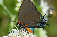 Florida-Friendly Landscaping: Attracting Wildlife @ Spring Hill Branch