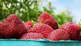 Strawberry Picking at Butler's Orchard