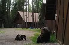 Bear Aware Presentation with Montana Fish Wildlife and Parks - Kalispell