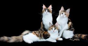 Cat Show in Simi Valley: Grand Canyon Cat Club