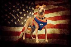 Pet Photo Booth: Father's Day & Patriotic Themed - The Animal Support Project Fantasy Photos