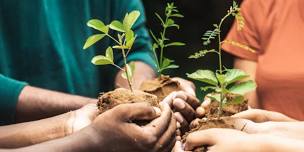 Community Plant Swap