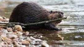 Beaver Hike