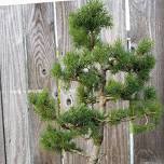 Beyond Beginner Bonsai Class