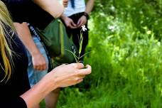 Summer Foraging at Blair Castle