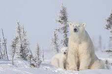 WAPUSK NATIONAL PARK - MANITOBA - CANADA   — DAISY GILARDINI PHOTOGRAPHY