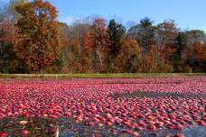 Bala Cranberry Festival