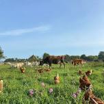 ‼️ FREE Farm Open Day ‼️