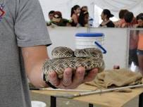 Okeene Rattlesnake Round-Up