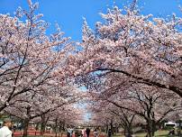 Expo ’70 Sakura Expo