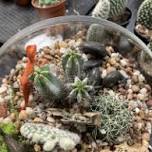 Father's Day Terrarium Workshop