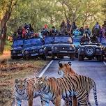 TraWell Amigos:: Go Wild: Tadoba Tiger Jungle Safari and Hemalkasa