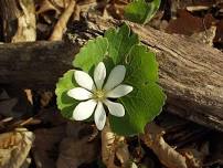 Native Wild Edible Hike