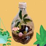 Coke Bottle Terrarium Kit