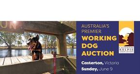 Australia's Premier Working Dog Auction