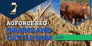 SEQ Grains & Cattle Run (Esk)