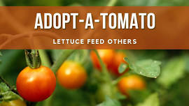 Adopt-A-Tomato: Lettuce Feed Others