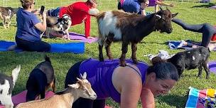 Copy of Goat yoga @ Bella Vista Winery, Maryville