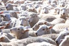 Fielding Drench Resistance & Pre-Lamb Animal Health | PGG Wrightson