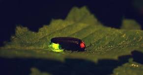 Gardening for Fireflies, Lightning Bugs & Glow-worms