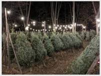 Christmas Tree Sale