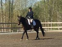 TPH Dressage Schooling Show