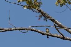 Birding at Pleasant Valley