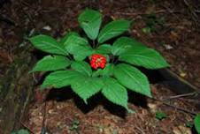 Introduction to Forest Farming with Catskill Forest Association