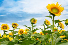 Sunflower Paws & Portraits