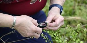 Flora Field Day: Moores Creek SRA