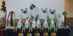 CAT SHOW: Cats NSW is PURRing into North Richmond