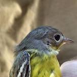 Spring Bird Banding