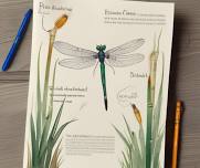 Nature Journaling for Kids