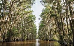 No Electronics Bass Tournament: Caddo Lake