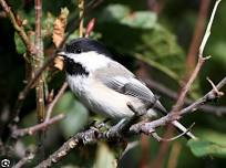 Birding on Bellows Pipe Trail