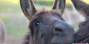 Donkey 101 - Fundamentals for the New Donkey Owner