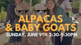 Alpacas & Baby Goats at Eavesdrop!