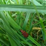 Tregovenek Bioblitz and Summer Picnic